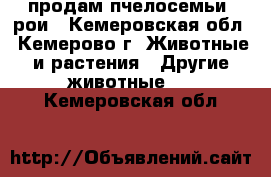 продам пчелосемьи, рои - Кемеровская обл., Кемерово г. Животные и растения » Другие животные   . Кемеровская обл.